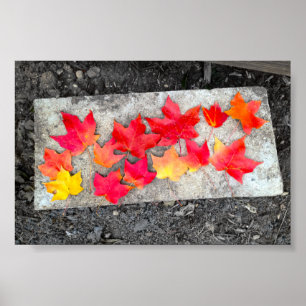 Herbstfarben Ahorn Blätter Erntedank Foto drucken Poster