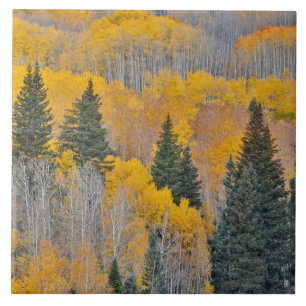 Herbstfarben auf Aspen Groves Fliese