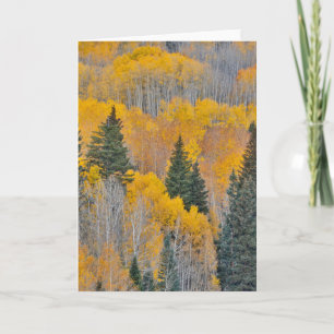Herbstfarben auf Aspen Groves Karte