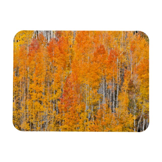 Herbstfarben auf Aspen Groves Magnet (Horizontal)