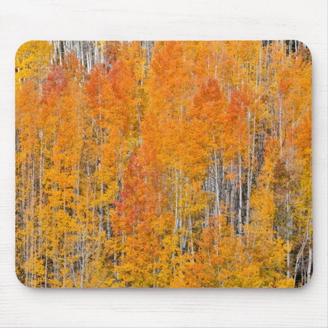 Herbstfarben auf Aspen Groves Mousepad (Vorne)