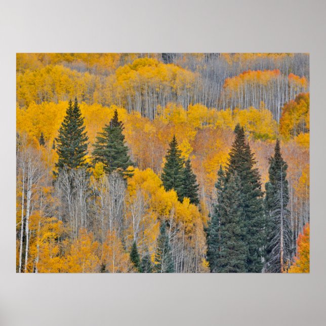 Herbstfarben auf Aspen Groves Poster (Vorne)