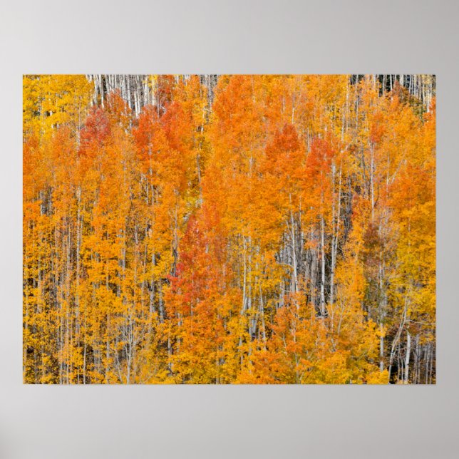 Herbstfarben auf Aspen Groves Poster (Vorne)