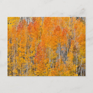 Herbstfarben auf Espenhainen Postkarte