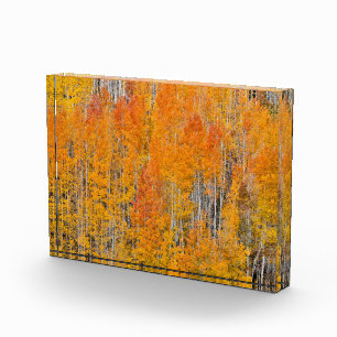 Herbstfarben auf Espenwäldchen Fotoblock