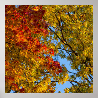 Herbstfarben, Blue Sky, Ohio Poster