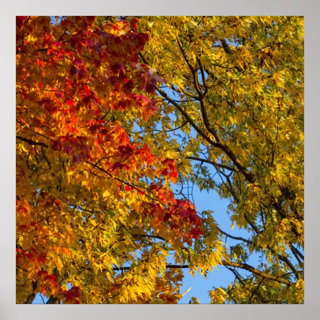 Herbstfarben, Blue Sky, Ohio Poster (Vorne)