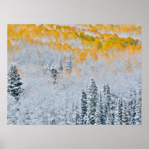 Herbstfarben der Espen Rocky Mountains, Colorado Poster