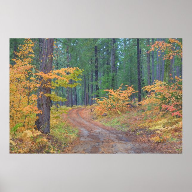 Herbstfarben der Wälder in der Kaskade 2 Poster (Vorne)