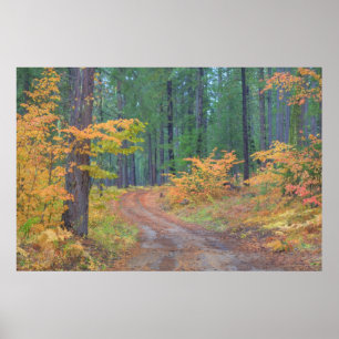 Herbstfarben der Wälder in The Cascade 2 Poster