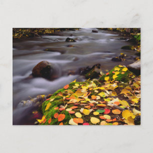Herbstfarben entlang des McGee Creek Postkarte