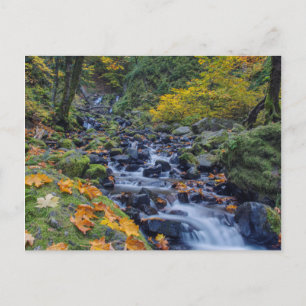 Herbstfarben entlang des Starvation Creek Falls Postkarte