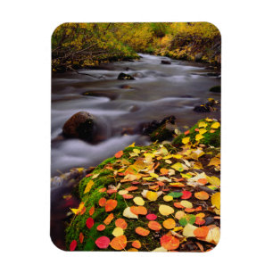 Herbstfarben entlang McGee Creek Magnet