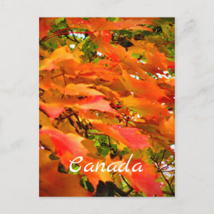 Herbstfarben Herbstleaves Sugar Maple Tree Kanada Postkarte