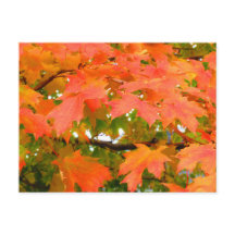 Herbstfarben Herbstleaves Sugar Maple Tree Kanada