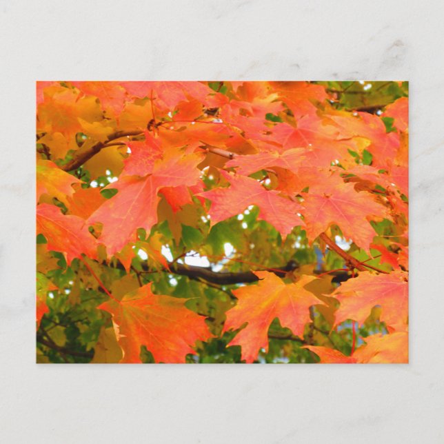 Herbstfarben Herbstleaves Sugar Maple Tree Kanada Postkarte (Vorderseite)