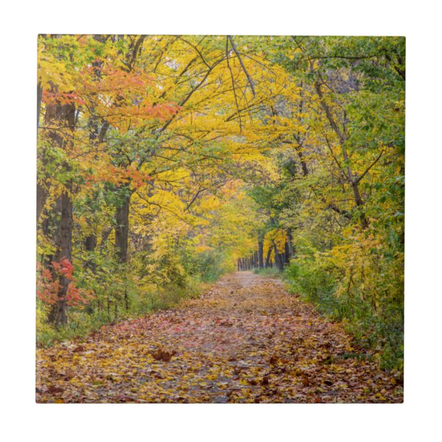 Herbstfarben im Independence State Park Fliese (Vorderseite)