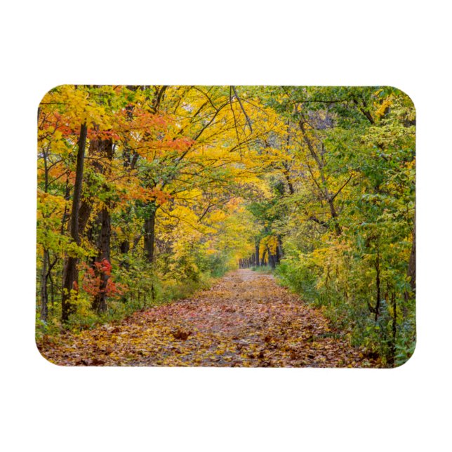 Herbstfarben im Staat Park Magnet (Horizontal)