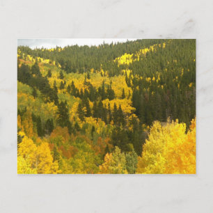 Herbstfarben in Colorado, Aspen Gold Postkarte