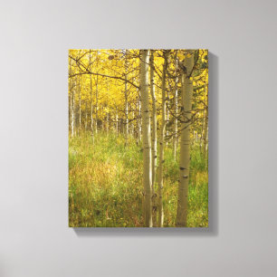 Herbstfarben in den Colorado Aspens Leinwanddruck