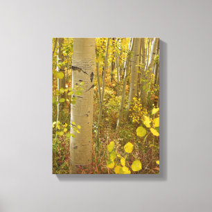 Herbstfarben in den Colorado Espen Leinwanddruck