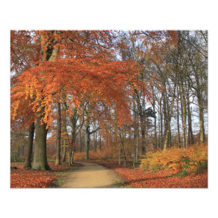 Herbstfarben in der Waldlandschaft Fotodruck