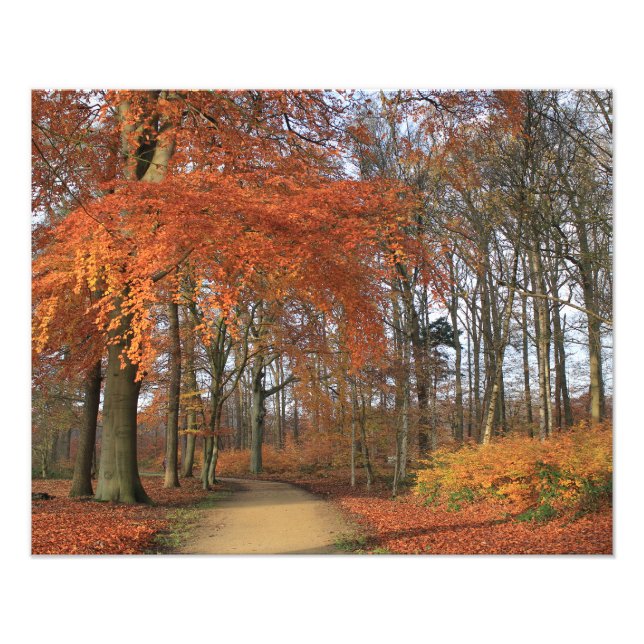 Herbstfarben in der Waldlandschaft Fotodruck (Vorne)