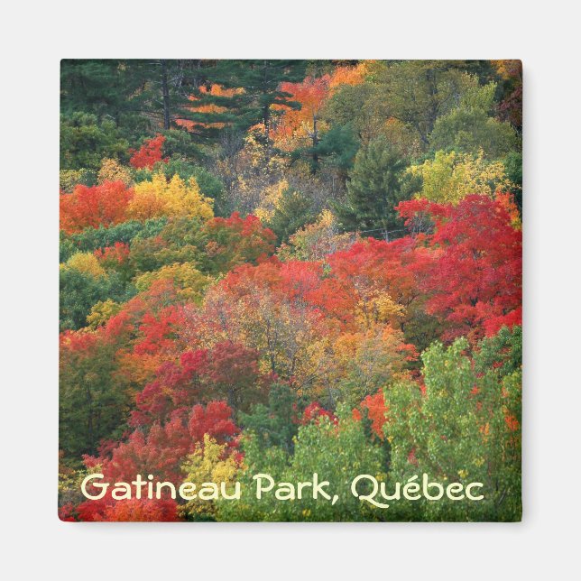 Herbstfarben in Gatineau Park Magnet (Vorne)