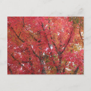 Herbstfarben in Napa, Kalifornien Postkarte