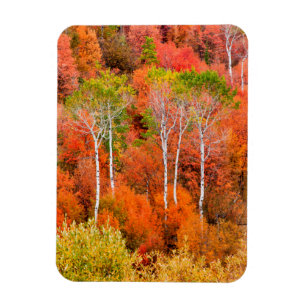Herbstfarben in Rocky Mountains, Wyoming, USA Magnet