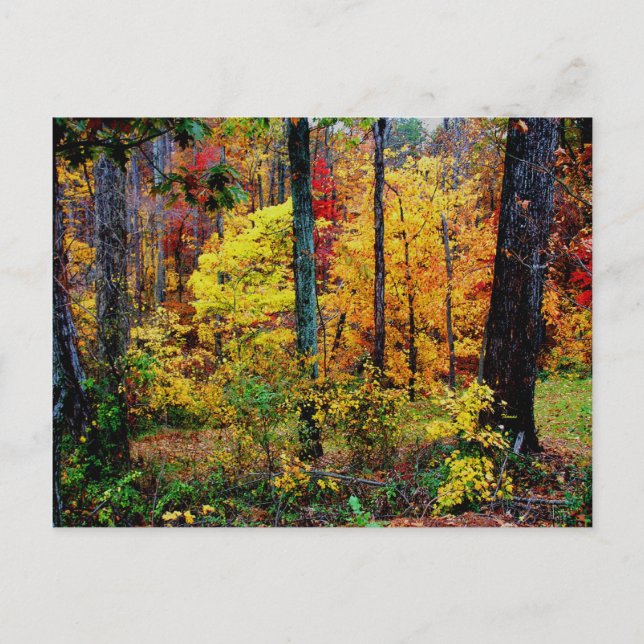 Herbstfarben POSTCARD Postkarte (Vorderseite)