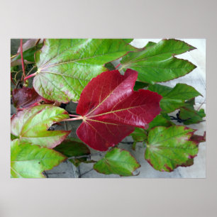 Herbstfarben Poster