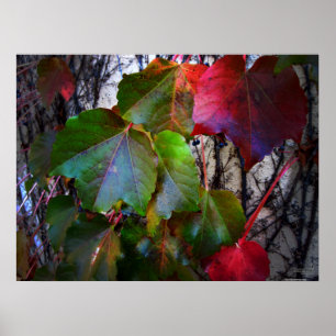 Herbstfarben Poster - riesig