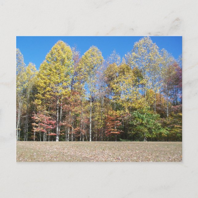 Herbstfarben Postkarte (Vorderseite)