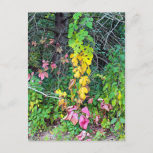 Herbstfarben Postkarte