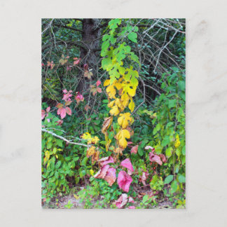 Herbstfarben Postkarte