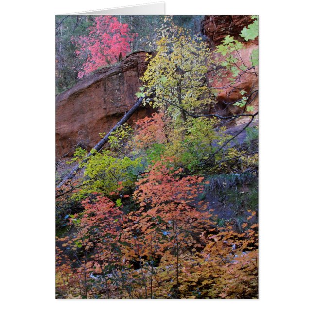 Herbstfarben rund um (Vorne)