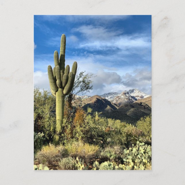 Herbstfarben Saguaro Sabino Canyon Postkarte (Vorderseite)