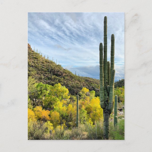 Herbstfarben Saguaro Sabino Canyon Postkarte (Vorderseite)