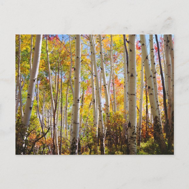 Herbstfarben von Aspen 5 Postkarte (Vorderseite)