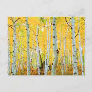 Herbstfarben von Aspen-Bäumen 1 Postkarte