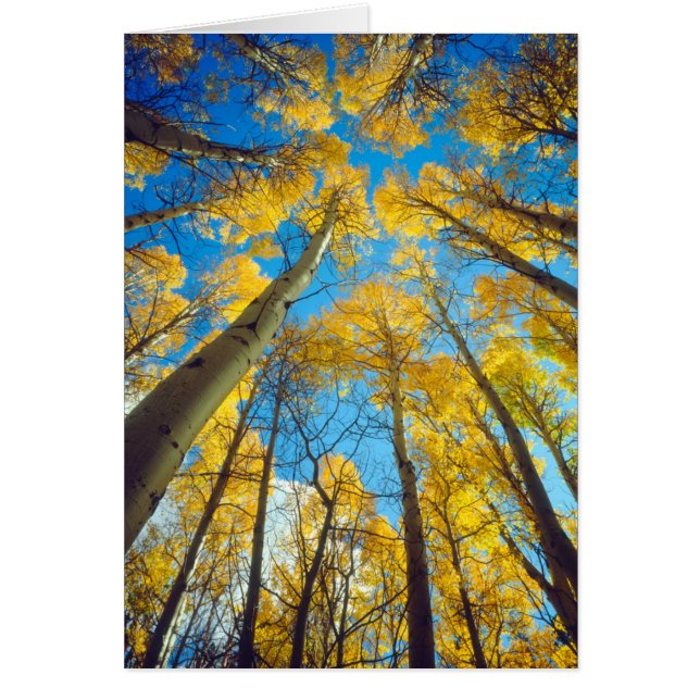 Herbstfarben von Aspen-Bäumen 2 (Vorne)