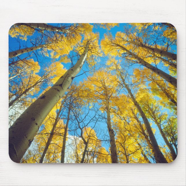 Herbstfarben von Aspen-Bäumen 2 Mousepad (Vorne)