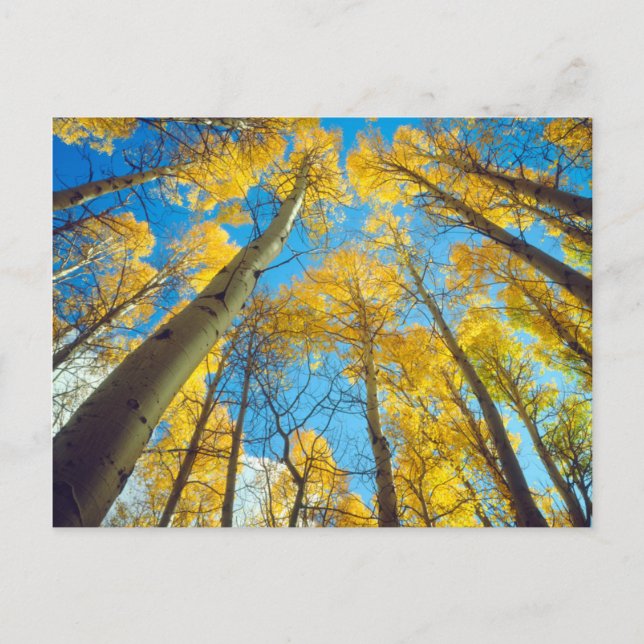 Herbstfarben von Aspen-Bäumen 2 Postkarte (Vorderseite)