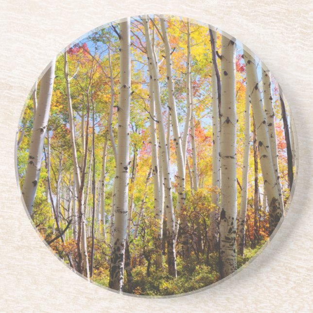 Herbstfarben von Aspen-Bäumen 5 Sandstein Untersetzer (Vorne)