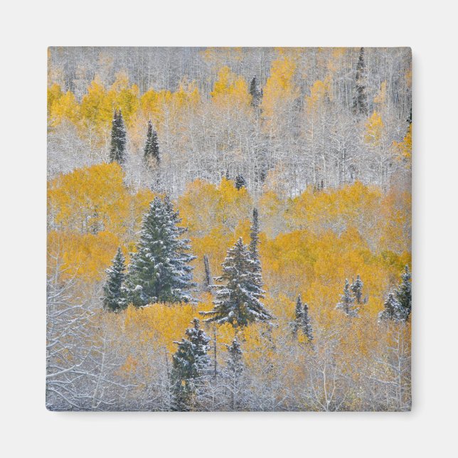 Herbstfarben von Aspens & Fresh Snow Keebler Pass Magnet (Vorne)