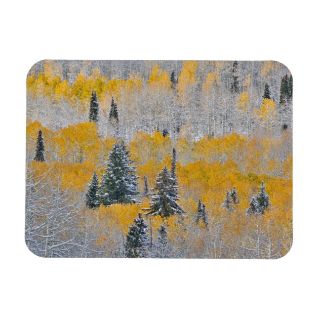 Herbstfarben von Aspens & Fresh Snow Keebler Pass Magnet (Horizontal)