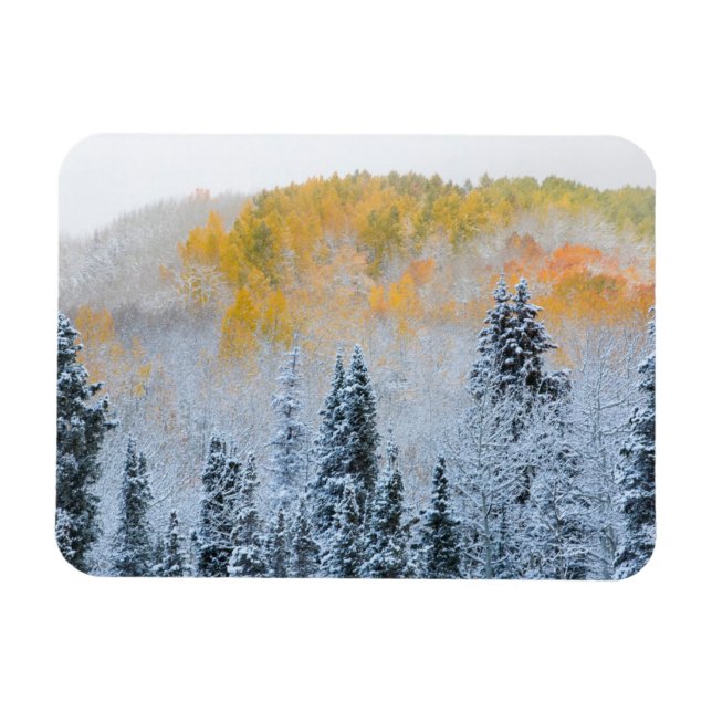 Herbstfarben von Aspens & Fresh Snow Keebler Pass Magnet (Horizontal)
