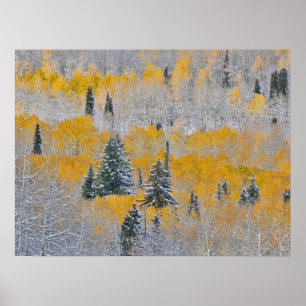 Herbstfarben von Aspens & Fresh Snow Keebler Pass Poster