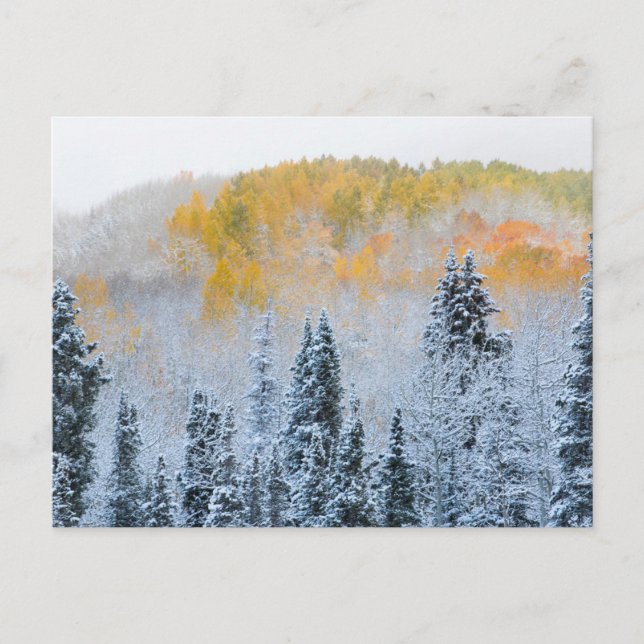 Herbstfarben von Aspens & Fresh Snow Keebler Pass Postkarte (Vorderseite)